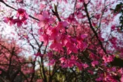 三芝櫻花浪漫來襲！青山路落櫻成毯　三生步道吉野櫻3月壓軸登場