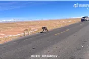 路遇「帥氣大狗」下車合照　後車乘客驚呼：那是狼！