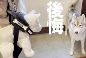 影/哈士奇「拒戴背帶」把拔拿出殺手鐧取代還帶去散步…二哈秒後悔：偶變孤兒了嗎？