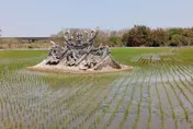 半截廟沉田中央！嘉義鄉間驚見奇景　網揭真相：是清朝百年遺址