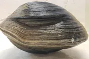 海邊驚見1.18kg超大蚌蠣！他一驗嚇壞「214歲貝類林肯」秒放生：不吃了