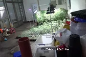 繼2億毒品倉庫！彰檢再起訴「大麻花園」　查獲725株大麻