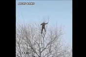 影/徒手爬樹梢「健身」！77歲翁高難度動作曝光　網驚：你這樣我可就不讓座了