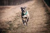狠！比特犬散步「咬死浪浪貓」 主人放任遭3月徒刑