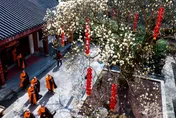 杭州法喜寺「500歲」玉蘭花盛開　大批遊客樹下搶拍照