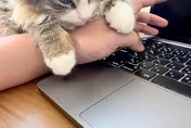 挺住呀！喵的誘惑「癱軟趴手＋魅惑憂鬱眼神」飼主最後決定是…