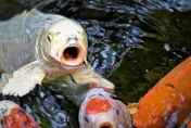 慘！登革熱噴藥害死錦鯉 昆蟲教授提醒養魚人噴藥前這麼做