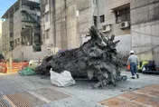 建案挖出千年巨木！網估「價值千萬」　工地主任：當廢棄物清運