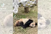 陸廠商稱願認養大貓熊丫丫　網友湧入直播間帶貨感謝：支持國產良心企業