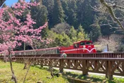 2023阿里山花季浪漫登場！　3月下旬欣賞「櫻王」綻放之美