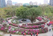 3月台北走春趣！明起賞「蝴蝶花毯」　大安森林公園野餐伴花香