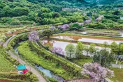 粉紅秘境在新北三芝！三生步道「300株吉野櫻」預估3月中旬綻放