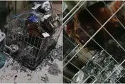 下班回家驚見陽台愛雞「燒成烤雞」！只因鄰居「做這事」怒吼：從小養到大