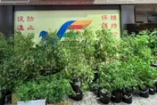 台中夫妻自學種大麻！收成前遭查獲…91株大麻盆栽待銷毀