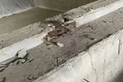 地基「鼠」？工地驚見老鼠群遭水泥漿活埋飄惡臭　網友納悶：怎麼進去的