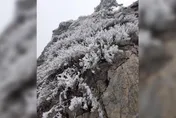 雪白世界！合歡山受大陸冷氣團影響　驚現「霧淞現象」白茫茫一片