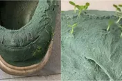 洗到「發芽」！丈夫貼心幫洗鞋　妻回家驚見「長草」愣住：新款式？
