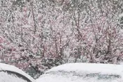 影/河南現「3月桃花雪」打亂交通飛航　陸網笑：花開才下雪不講武德！