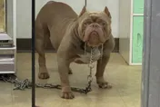 影/敢踹店狗比特犬！莽男柴刀檳榔攤鬧事　7人堵他「討回來」