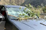 有驚無險！新中橫樹倒砸中南投縣政府公務車　民政處長與駕駛平安無事