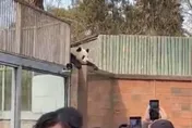 工讀生快出來！貓熊「偷鑰匙、拆監視器」爬牆越獄　動物園將增高護欄