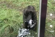 影/東非狒狒「抓斑鳩生吞活剝」！內行驚曝：還會獵捕羚羊