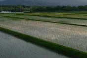 甜蜜的負擔！竹科工程師煩惱5.8甲農地該不該賣　網友這樣說