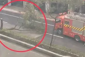 快訊/雙北突有怪風！中和區路樹遭強風吹斷　貓空纜車宣布暫停服務