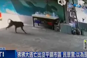 六福村否認凶猛「東非狒狒」脫逃！新竹縣政府前往稽查