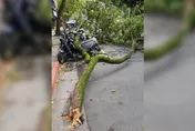 雙北狂颳怪風！樹斷壓垮一排機車　氣象局曝起風原因