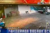 影/狹路相逢凶猛「東非狒狒」怎麼辦？動物園區長教戰這招：防牠犬齒