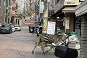 影/動物逃脫日？南韓首爾驚見斑馬亂竄　落跑狂奔4線道
