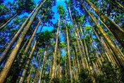清明連假限定優惠！14處森林遊樂區「12歲以下」兒童免費入園