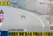 「不是豚尾狒狒！」凶猛「東非狒狒」專家再認證！桃園出動這儀器大搜捕