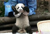 成為「大貓熊飼養員」困難重重　收數百份履歷錄取率仍為「0」