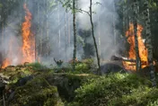 竹縣大鹿林道火燒山！延燒面積達3公頃　空勤支援灑水阻火勢蔓延