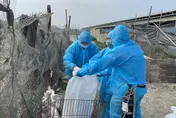 影/缺蛋雪上加霜！彰化養殖場禽流感確診　肉鴨再遭撲殺