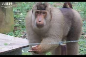 笑噴！落跑狒狒殃及無辜六福村　小編有才狂玩諧音哏喊累「讓我當個狒物吧」
