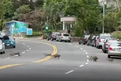 獨家影片/不只狒狒逛大街！大台北驚見「31隻猴子狂奔」　闖雙黃線民眾看傻眼