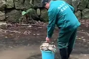 影／驚！寺廟旁小溪突現大量烏龜屍體　工作人員：都是遊客買來放生的