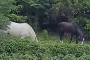 影/「白馬王子」出沒！北投路邊驚見「2馬吃草」　一黑一白民眾超驚喜