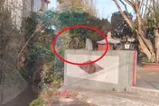 影/狒狒在這裡啦！「網路紅狒」現身桃園楊梅　她直擊喊：有沒有那麼幸運