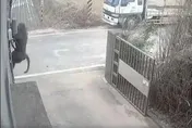 「找寵物溝通師」勸狒狒回頭是岸！　網點1關鍵：先有此前提