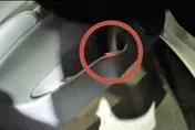 影/沒駕照沒繫安全帶可是有藏毒！他違規被警攔　駕駛座旁「小紅包」露餡