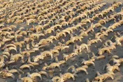 埃及古神廟逾2000個公羊頭木乃伊出土　凸顯法老王地位