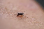 這蚊子太狠！女舞者被蚊子叮後發燒昏迷　醒來發現「四肢全沒了」