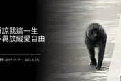 狒狒流亡16天慘死槍下！台大教授「自製悼念圖」緬懷　網淚：不痛了