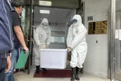 「狒」腑人心！狒狒遺體送北市立動物園　「檢疫變驗屍」引眾怒要求真相