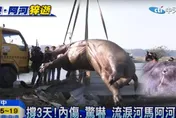 名人祭狒文/河馬阿河被摔死　沈政男：台灣是野生動物的煉獄！