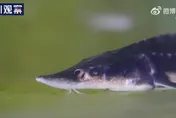 影/大陸水中國寶「長江鱘」繁殖成功　望養殖種接力野生種保育生態